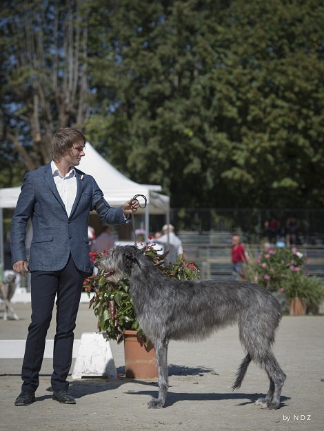 deerhound pompadour