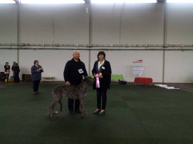 deerhound pompadour