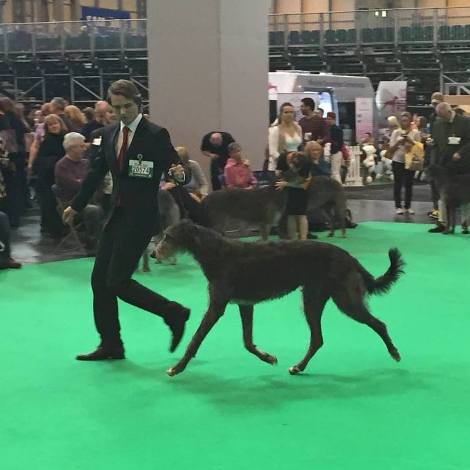 deerhound crufts 2016