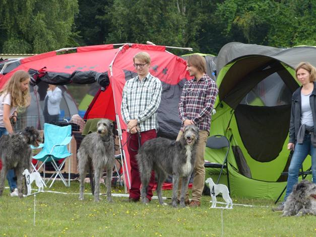 Deerhound Jahresausstellung 2016